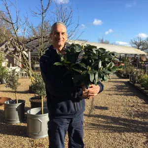 Rhododendron 'Cunningham's White' - 20 litre White (Repotted)