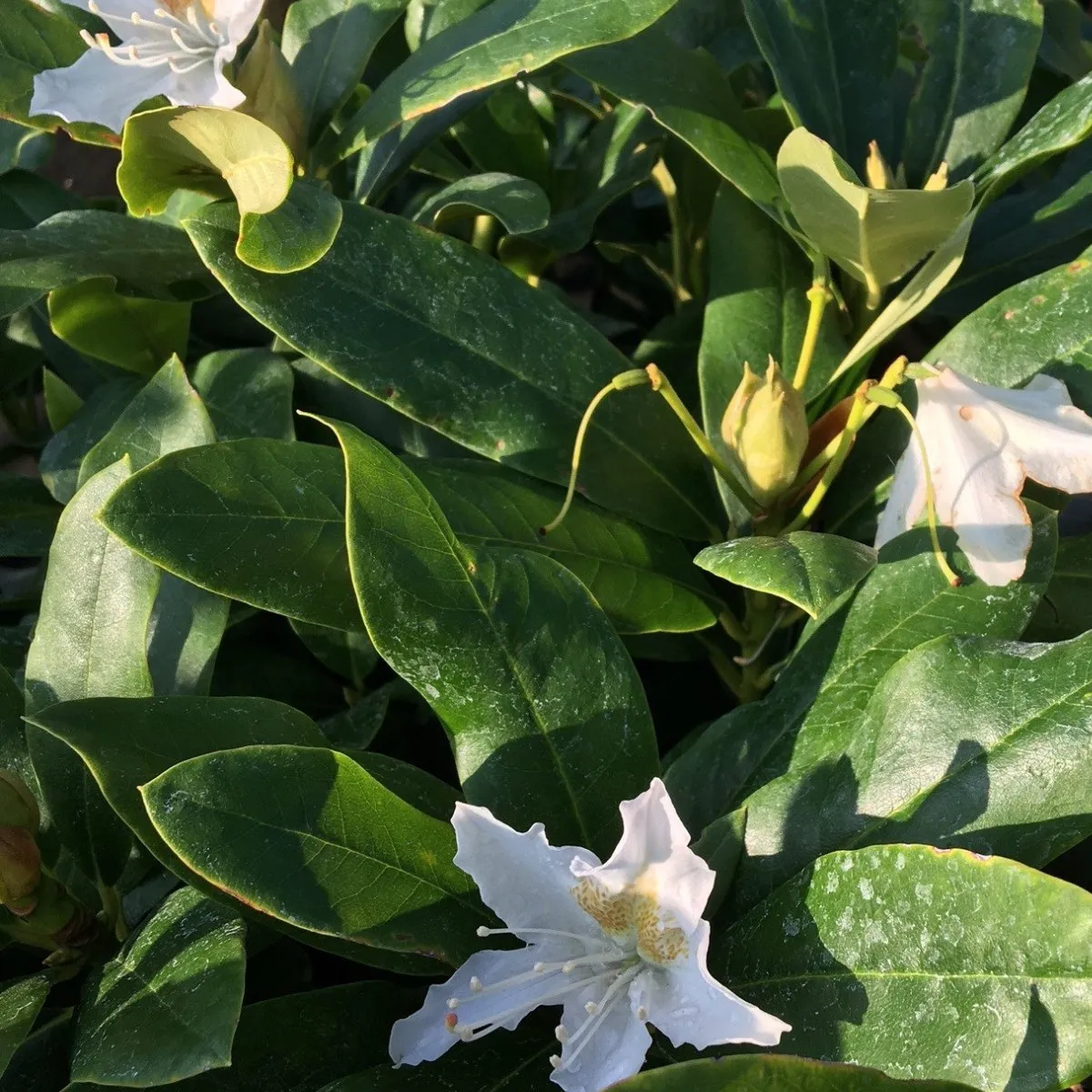 Rhododendron 'Cunningham's White' - 20 litre White (Repotted)