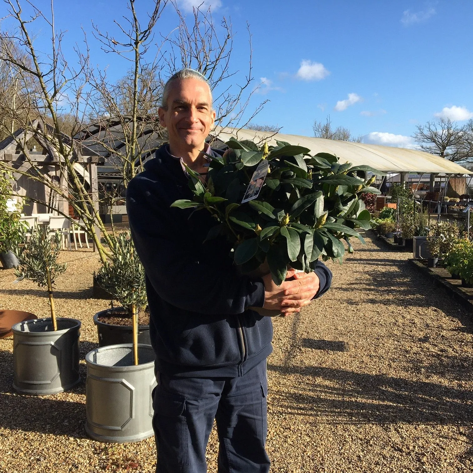 Rhododendron 'Cunningham's White' - 20 litre White (Repotted)